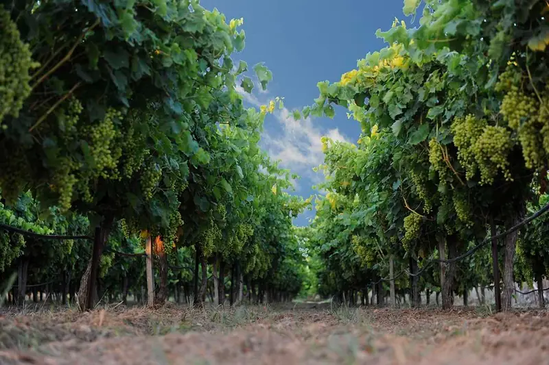 Grape vines in the vineyard image accompanying the official Kazaniasmata listing